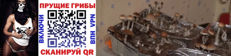 Купить где  Каспийск  Галлюциногенные грибы мухоморы 
